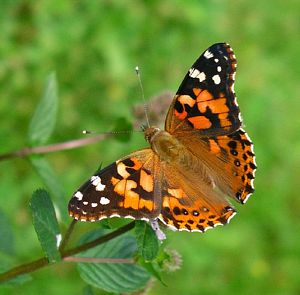 Orange Butterfly on Mint Plant