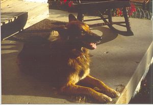 Cody on Back Porch