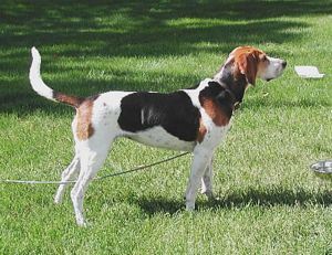 Hazelhound