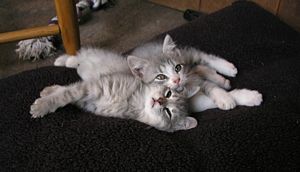 Litter Buddies