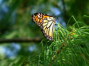 Monarch Butterfly