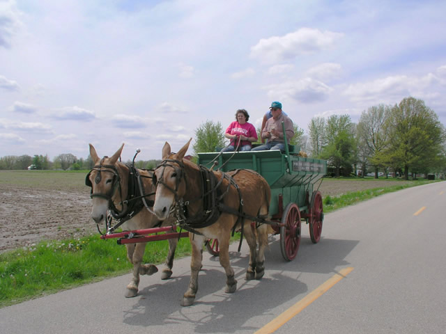 Kate and Annie, a Belgian Mule Team pulling an antique wagon