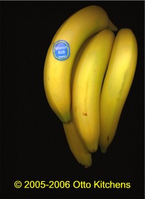 Scanned Bananas by Otto Kitchens